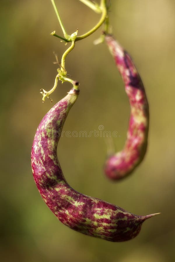 Bean Stalk stock photo. Image of isolated, tale, fauna, bean 88576