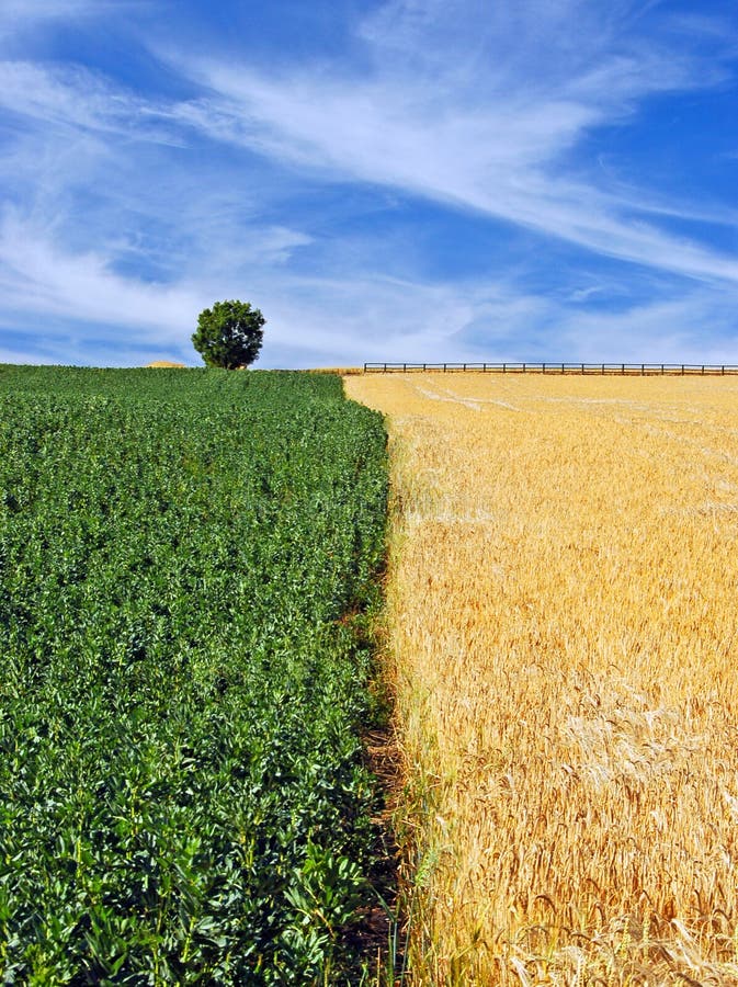 Beans and Barley Fields Under Dramatic Sky Stock Photo Image of