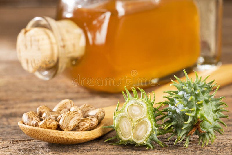 Beans and castor oil - Ricinus communis stock image Beans and castor oil - Ricinus communis stock image