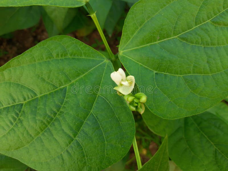Beans Flowers is Garden. White Beans Flower. Stock Photo - Image of ...