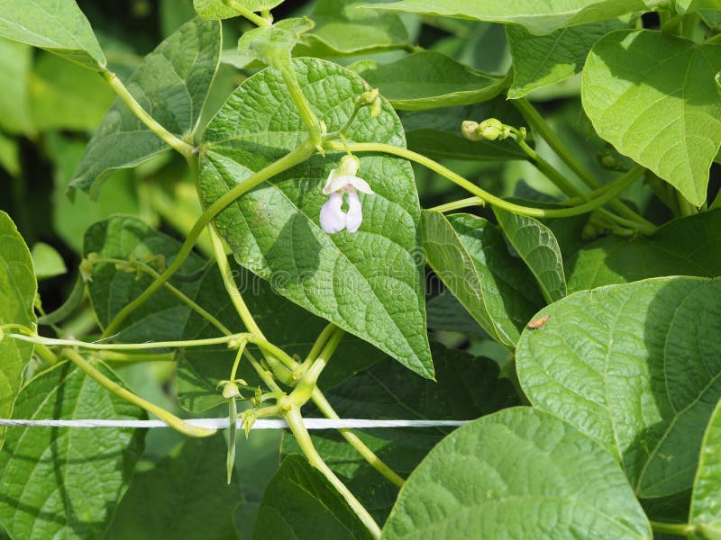 Beans Growing in the Garden. on the Tops of the Plant are Small Bean ...
