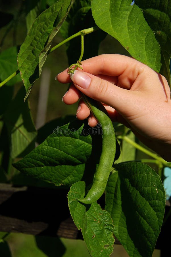 Beans harvest 04 stock image. Image of fresh, hobby, farmer 3733445