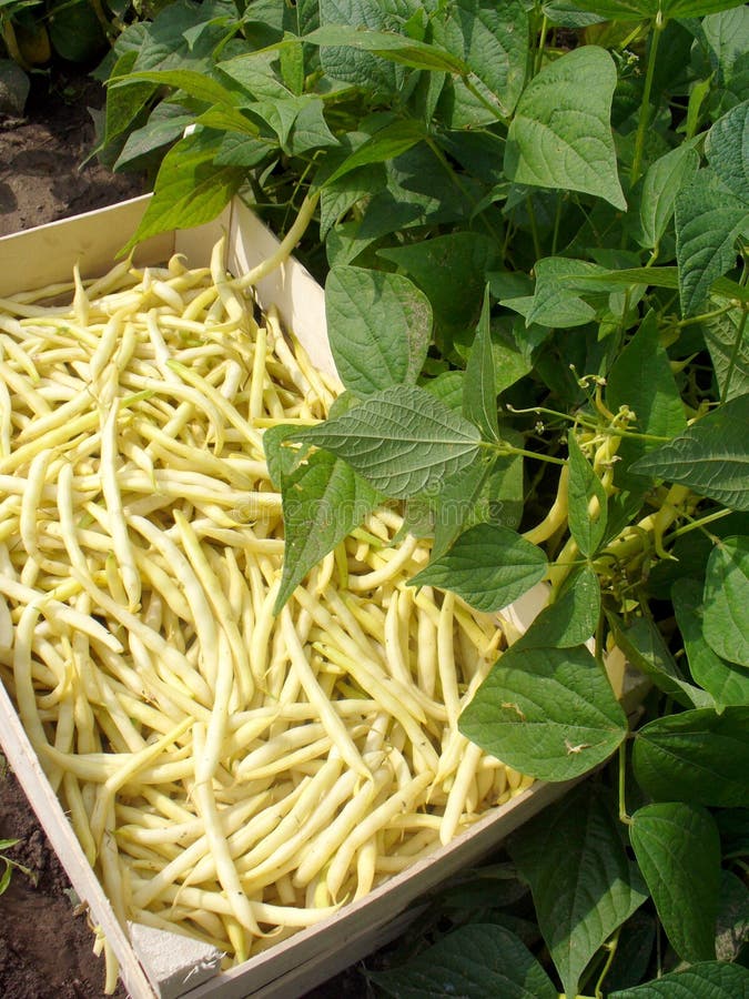 Beans harvest stock image. Image of organic, agriculture 20559307