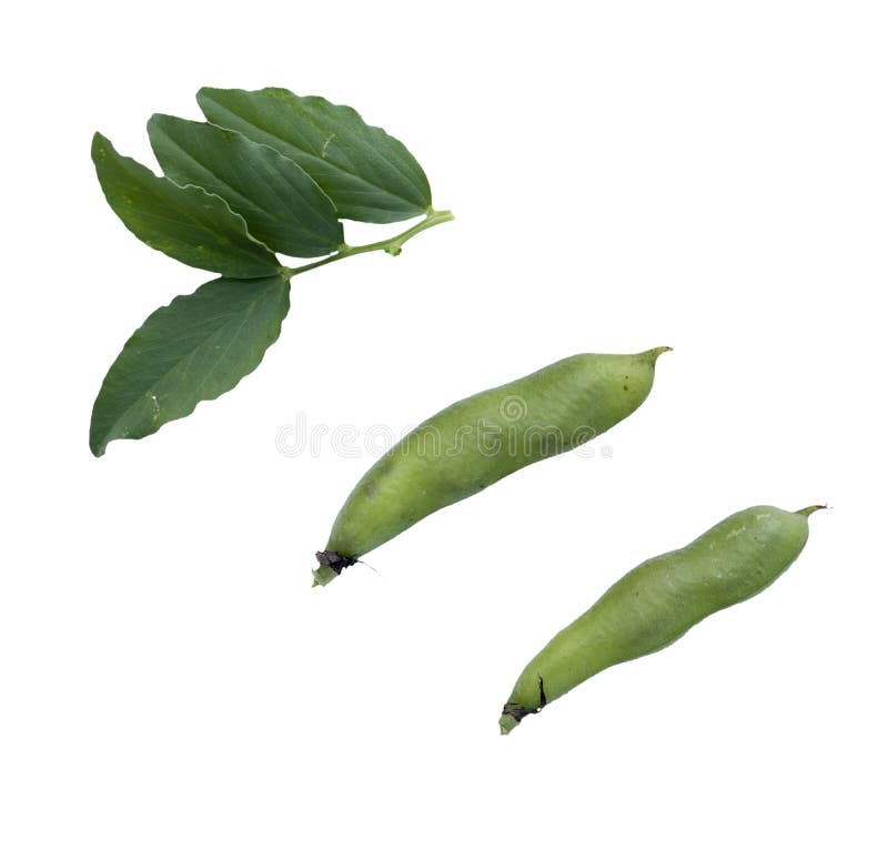 Beans and leaves stock photo. Image of nutrition, healthy 193967720