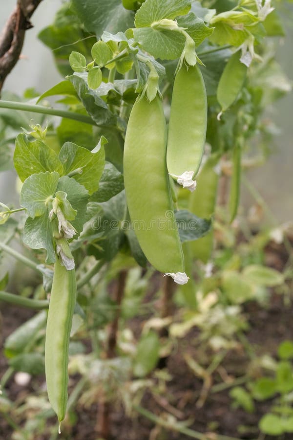 Beans Plants Growing In Greenhouse Picture. Image 14963260