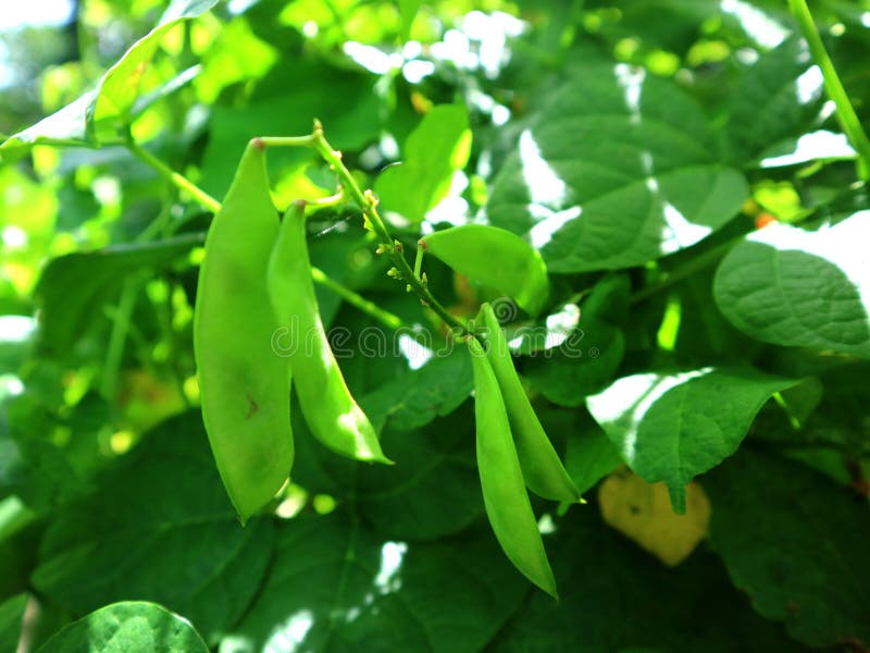 149 Tempeh Substitute Stock Photos Free & RoyaltyFree Stock Photos
