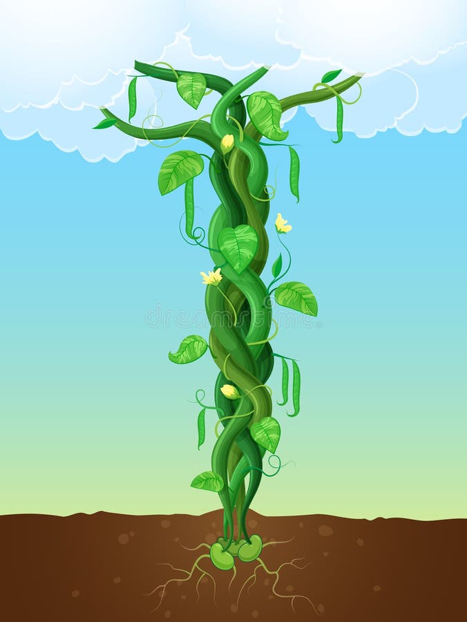 Beanstalk in field stock vector. Illustration of scenic 43863629