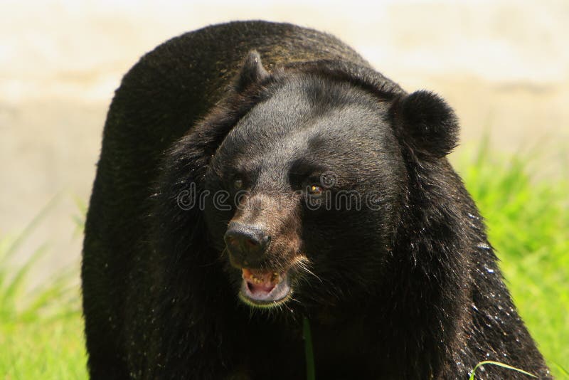 Un oso acerca de sobre el ataque.