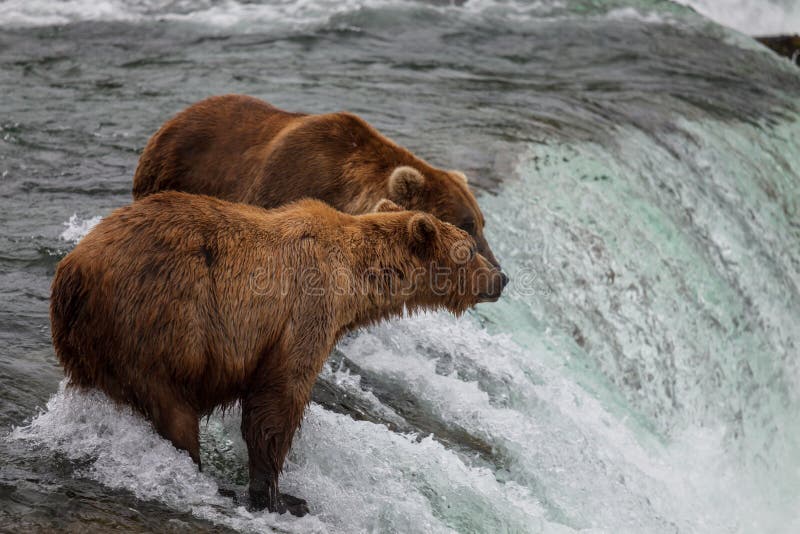 Bear on Alaska royalty free stock photos