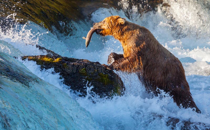 Marrone un orso sul,.