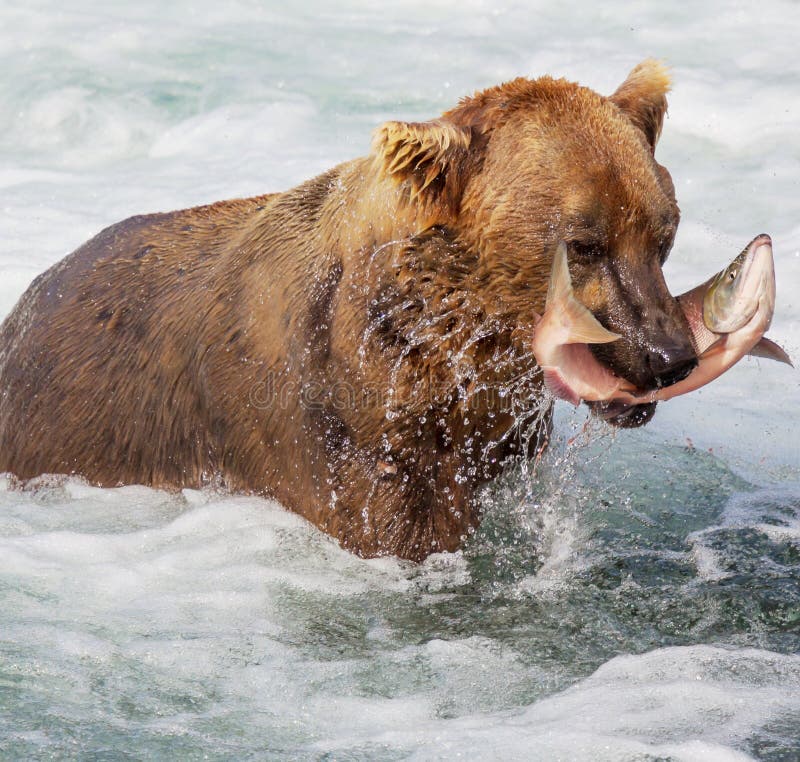 Bear on Alaska stock photography