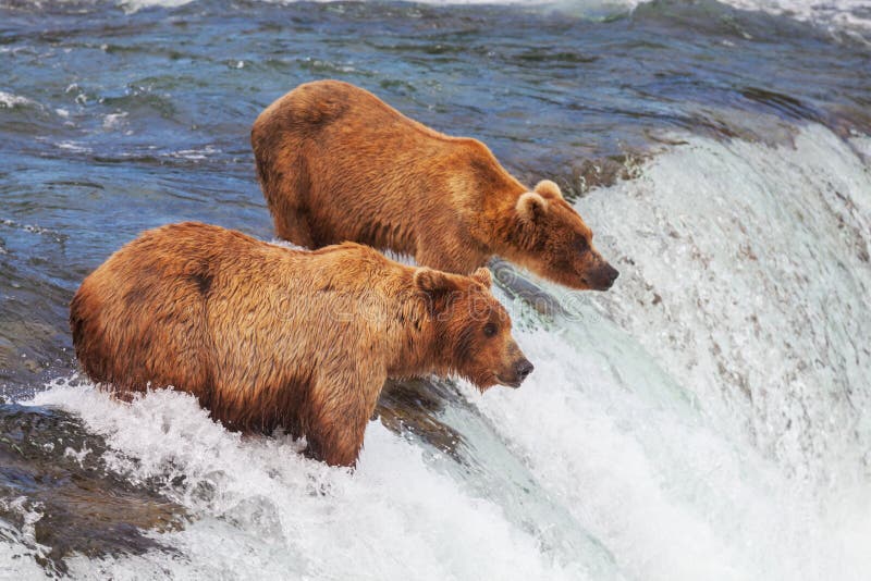 Bear on Alaska royalty free stock image