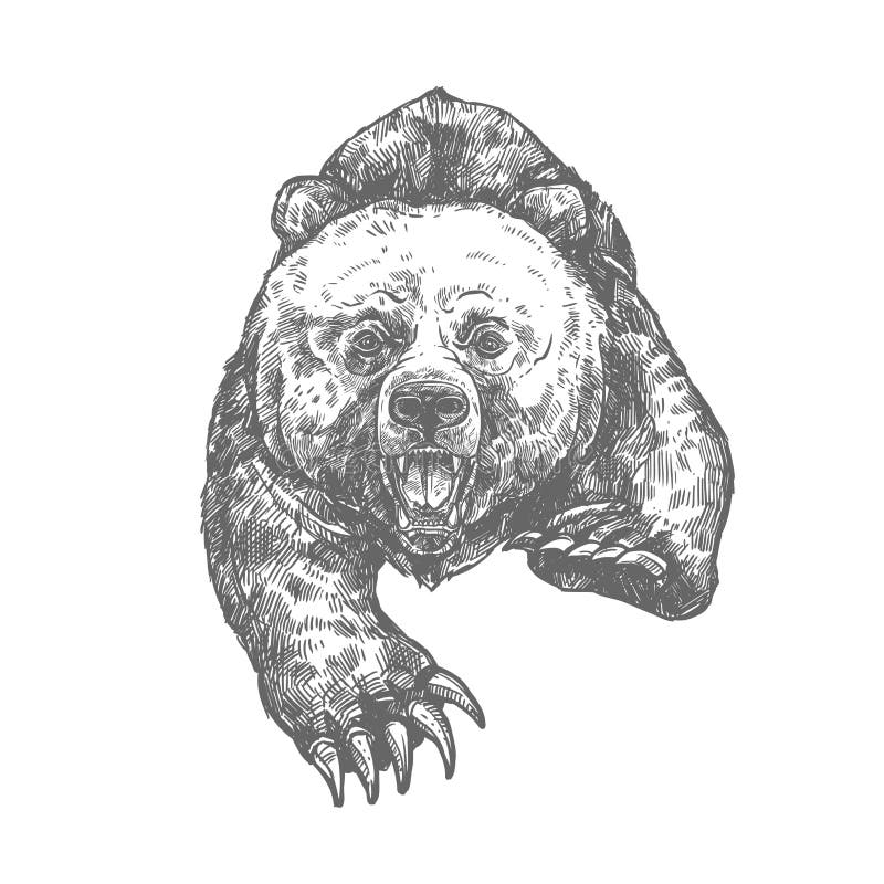 Bear attack isolated sketch of aggressive animal