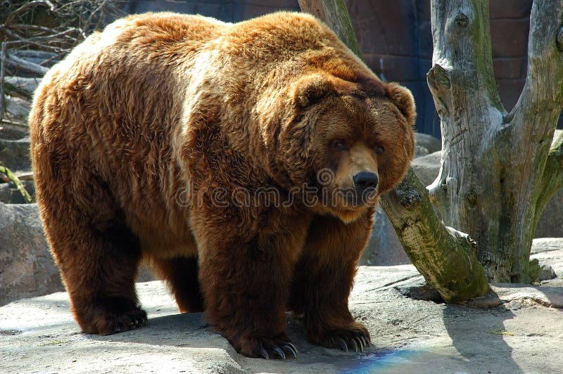 Bear brown στοκ εικόνα με δικαίωμα ελεύθερης χρήσης
