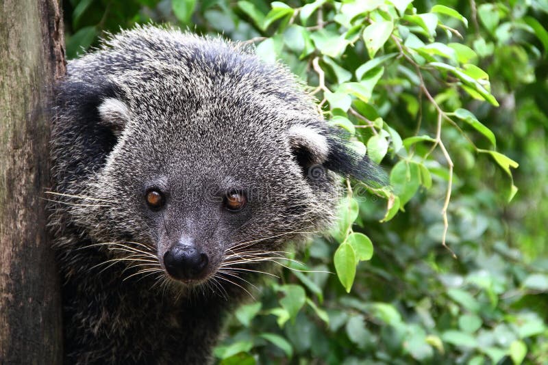 Extrano Salvaje los animales un oso gato.