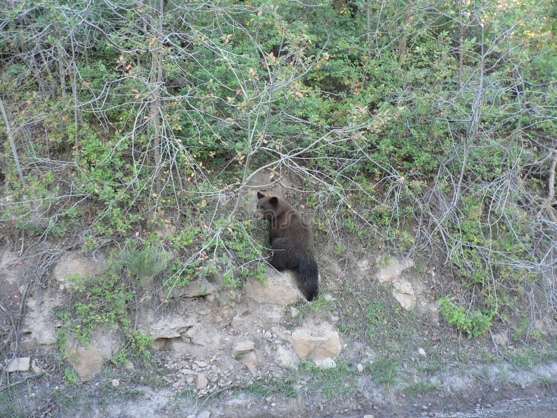 Bear climbing mountain stock photo. Image of bear, americanus 51330756