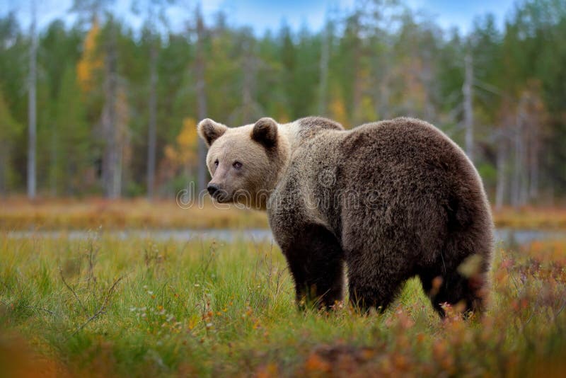 Bear - close up encounter in the nature. Brown bear in yellow forest. Autumn trees with animal. Beautiful brown bear walking
