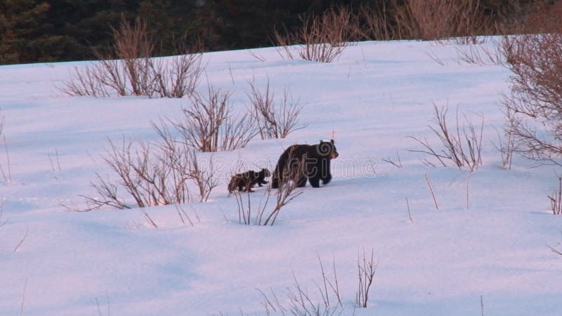 Bear cubs and mother walking through snowy wilderness