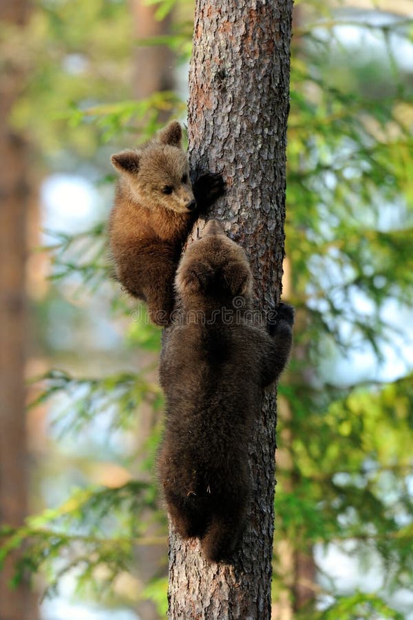 Bear cubs on tree stock image. Image of small, baby, moment 31463295