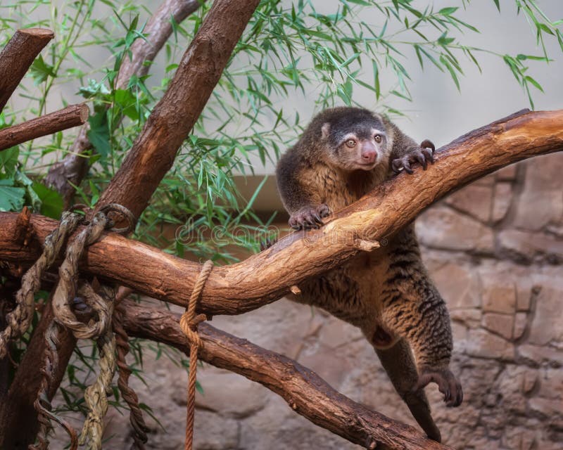 Bear Cuscus, Ailurops ursinus, arboreal marsupial, a diurnal folivorous animal. Bear Cuscus, Ailurops ursinus, arboreal marsupial, a diurnal folivorous animal