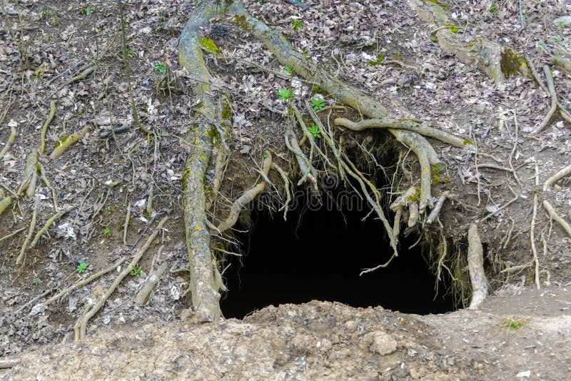 Bear Den stock photo. Image of entrance, forest, ground 72320370