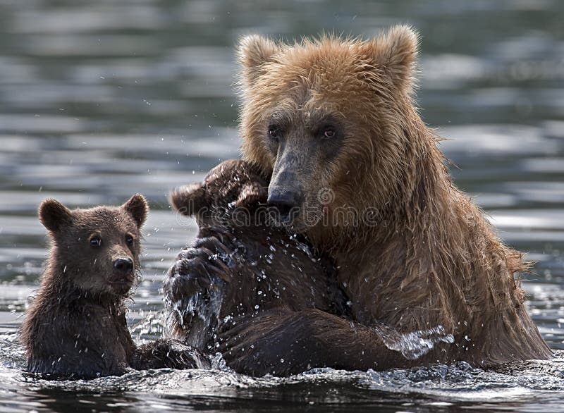 Femmina di orso bruno si preoccupa per i loro bambini.