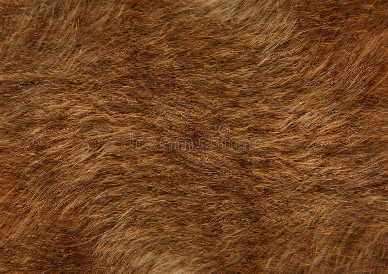 BEAR FUR, HAIR, SMOOTH SILKY HAIR of DOG Stock Image - Image of growth