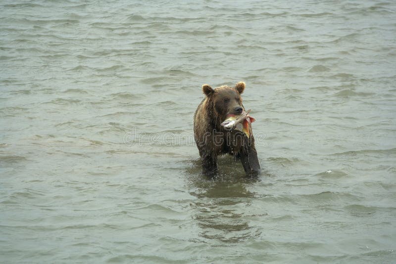 The bear goes on water.