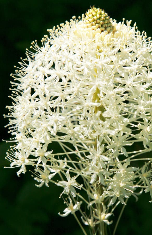 Bear Grass Bloom stock image. Image of blooms, white - 18905539
