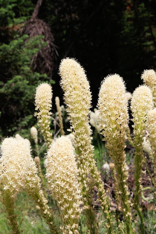 Bear Grass stock image. Image of natural, white, flower 96901651