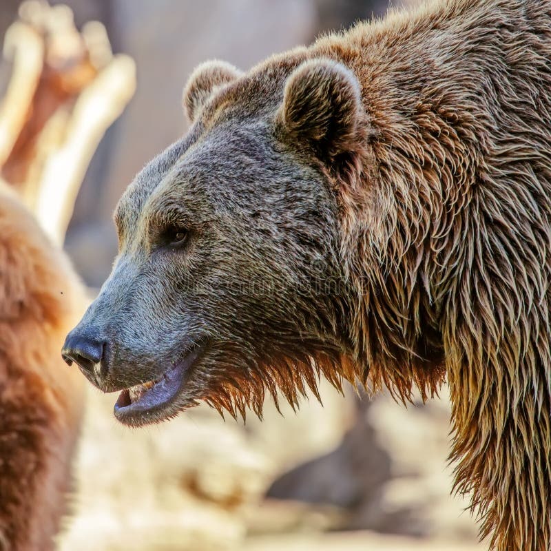 Grizzly Brown Bear profile head.