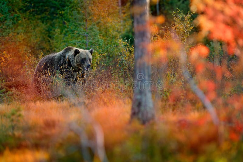Bear hidden in orange red forest. Autumn trees with bear. Beautiful brown bear walking around lake with fall colours. Dangerous an