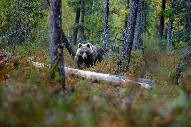 Medvěd ukrytý ve žlutém lese. Podzimní stromy s medvědem. Krásný medvěd hnědý chodí kolem jezera s podzimními barvami. Nebezpečné zvíře