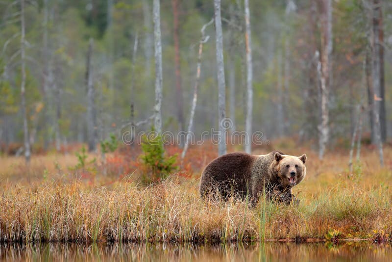 Bear hidden in yellow forest. Autumn trees with bear. Beautiful brown bear walking around lake, fall colours. Big danger animal in