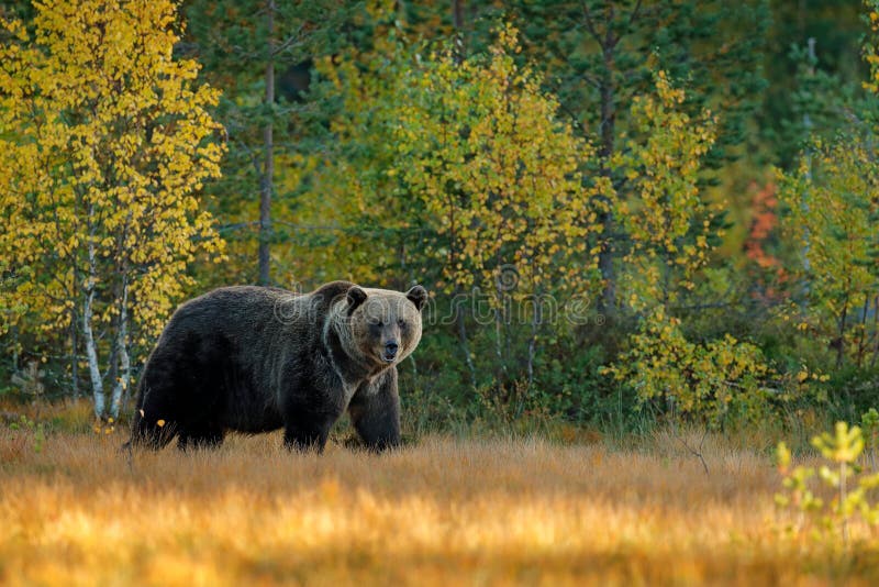 Bear hidden in yellow forest. Autumn trees with bear. Beautiful brown bear walking around lake with fall colours. Dangerous animal