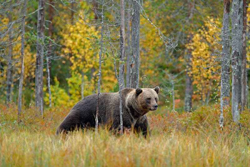 Bear hidden in yellow forest. Autumn trees with bear. Beautiful brown bear walking around lake with fall colours. Dangerous animal