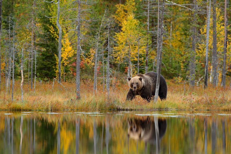 Medveď skrytý, žltý les. Jesenné stromy s medveďom, zrkadlový odraz. Krásny hnedý medveď kráčajúci okolo jazera, jesenné farby. Dan