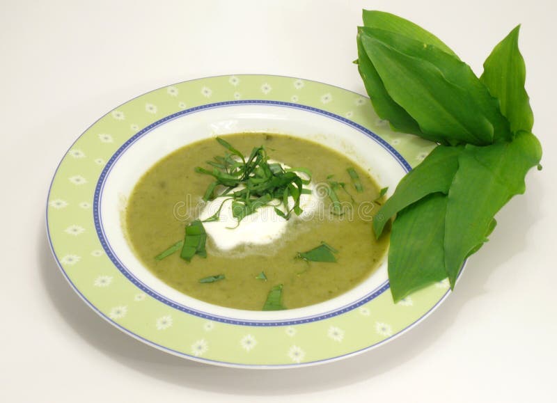 Bear leek soup stock image. Image of bulb, isolated, herb 9080573