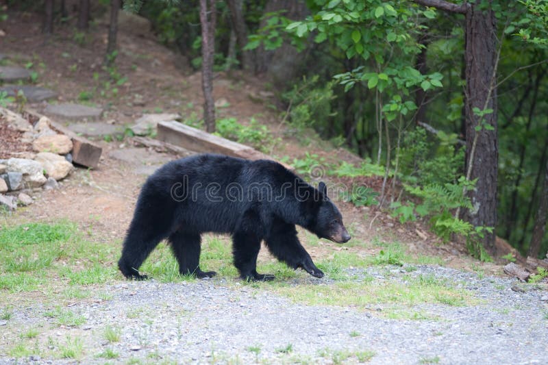 Bear on the path