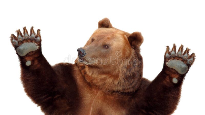 4,093 Bear Paws Photos & Royalty-Free Stock Photos from