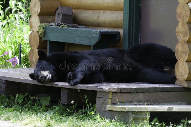 Bear on porch stock image. Image of sleeping, cute, curious 33056791