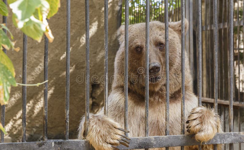 Bear posing behind bars in a zoo stock image Bear posing behind bars in a zoo stock image