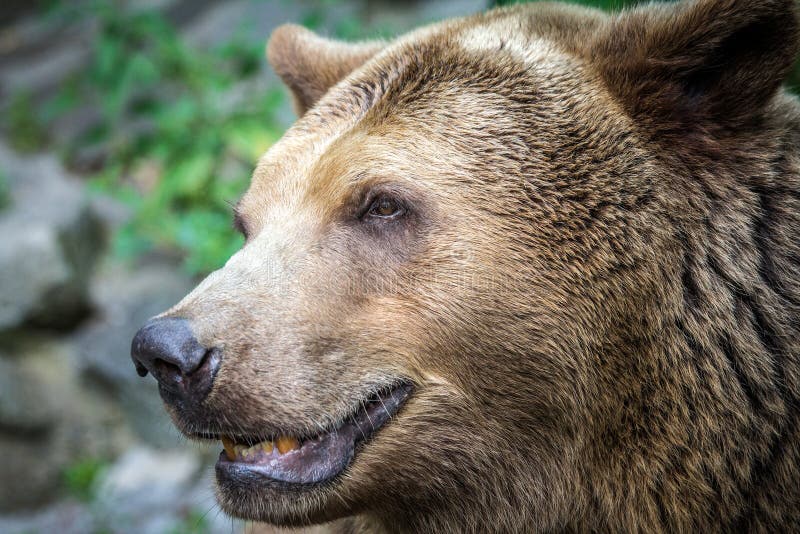 Bear`s head in profile. stock photography Bear`s head in profile. stock photography