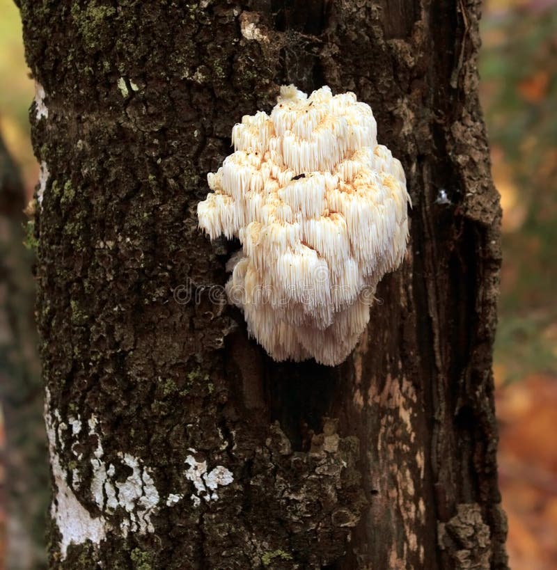 Bear s head tooth mushroom (Hericium erinaceus)