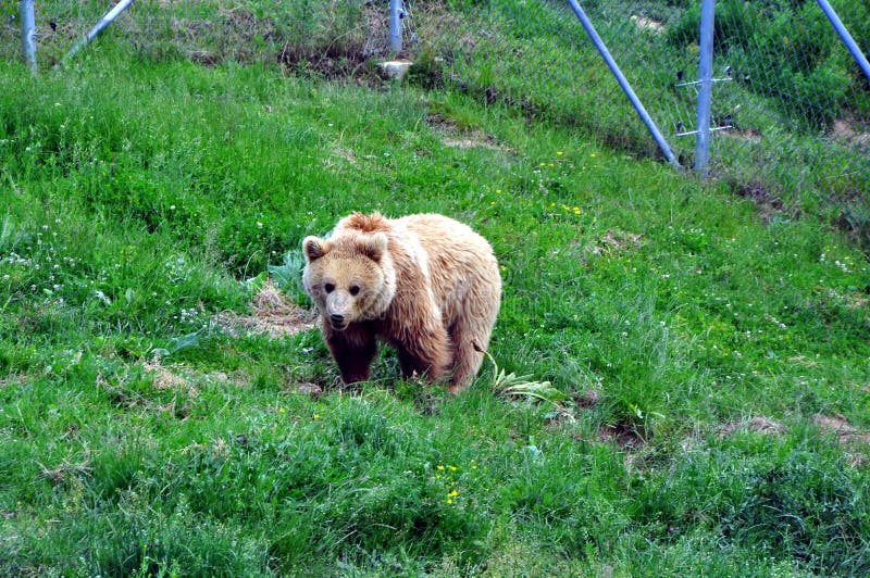 BEAR SANCTUARY near Prishtina for all of Kosovo’s privately kept brown bears. stock image BEAR SANCTUARY near Prishtina for all of Kosovo’s privately kept brown bears. stock image