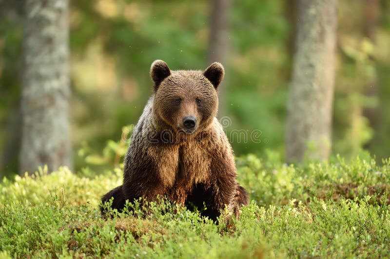 Sunny bear stock photo. Image of finland, forest, cottongrass 21344008