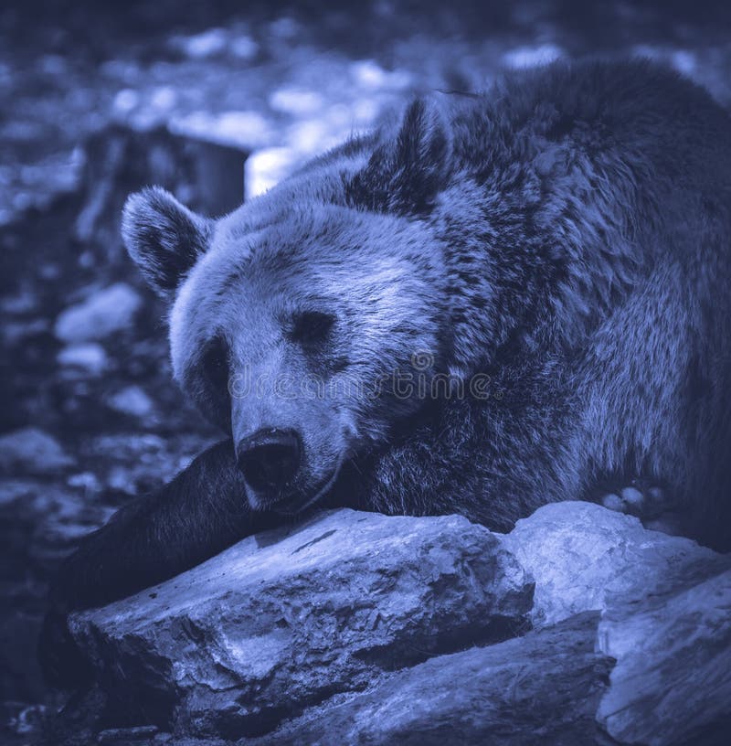 Bear take a nap stock photo. Image of mammal, monochrome 254224704