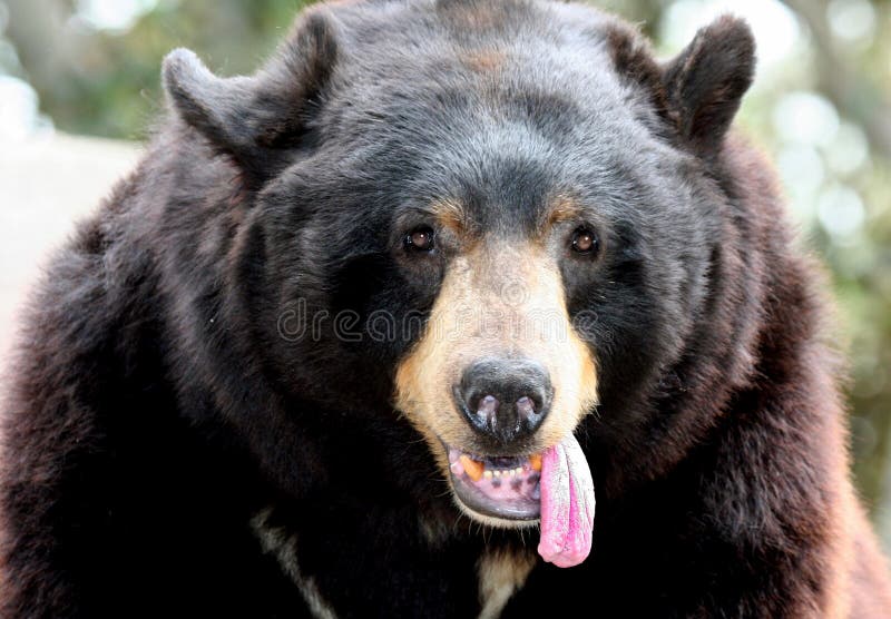 Bear Tongue