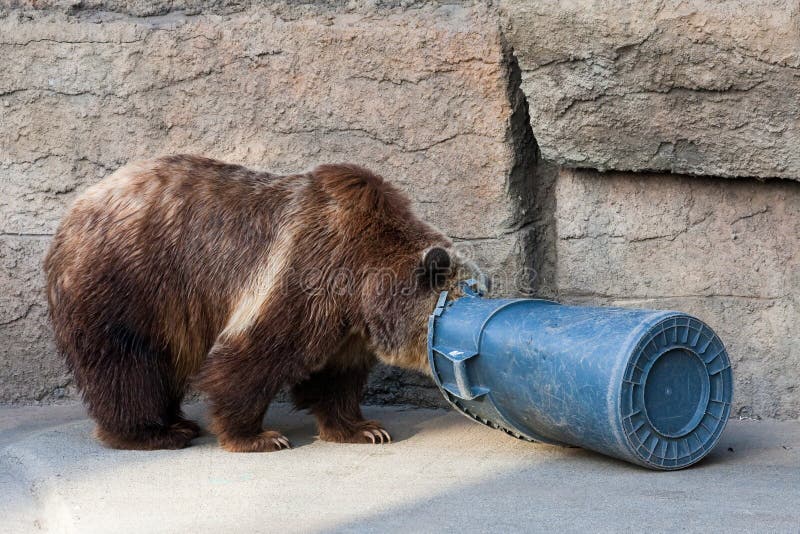 Bear and Trash Can stock image. Image of hungry, canister 8119613