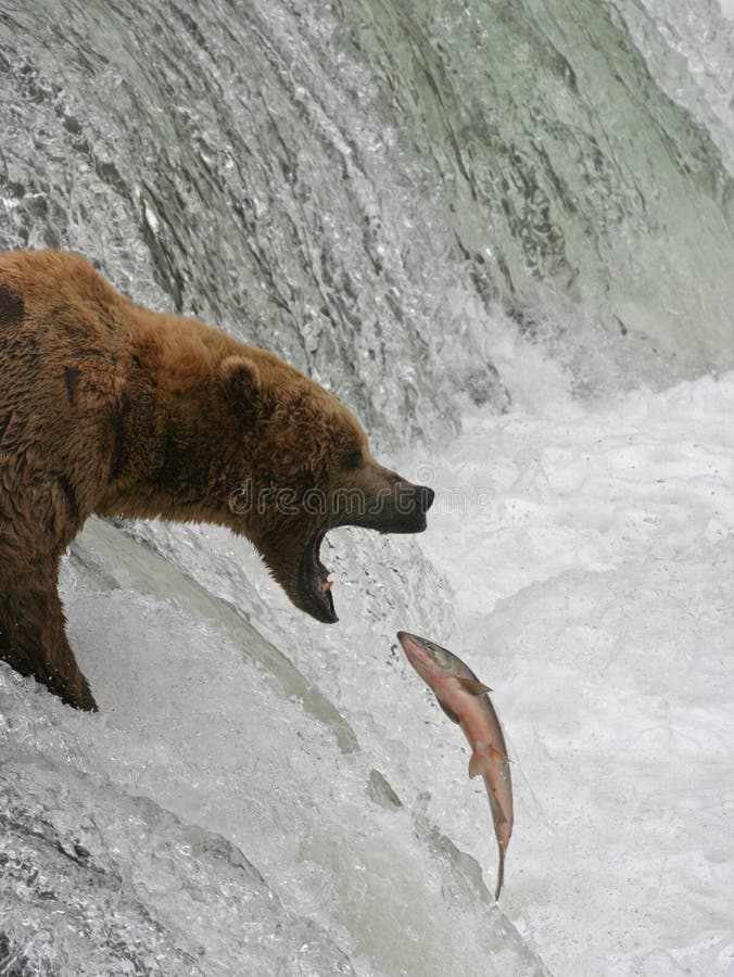 Bear vs Salmon royalty free stock photo